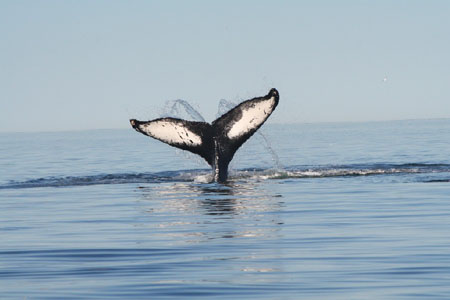 rencontre tadoussac