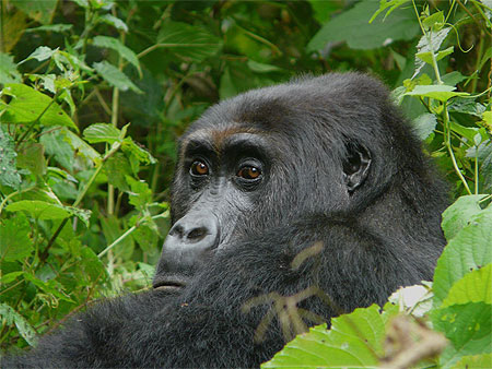 congo rencontre