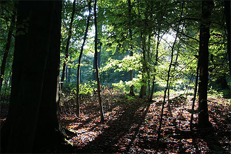 foret de soignes