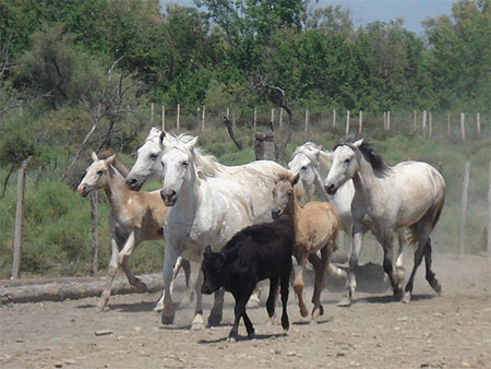 Chevaux De Camargue