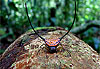 Habitant du Parc de Khao Yai