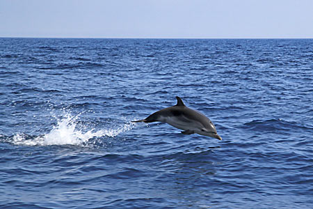 rencontre avec les dauphins mandelieu