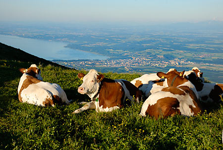 Yverdon-les-Bains © C. Jaccard / www.vaud-photos.ch